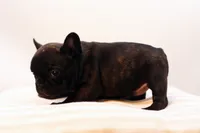 Delilah, a female French Bulldog for sale in Ash Grove, MO – 8 of 10