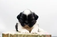 Bonnie, a female Shih Tzu for sale in Ash Grove, MO – 5 of 10
