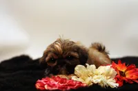 Riley, a female Shih Tzu for sale in Ash Grove, MO – 3 of 10