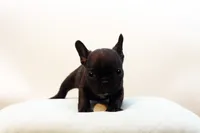 Donovan, a male French Bulldog for sale in Ash Grove, MO – 8 of 10