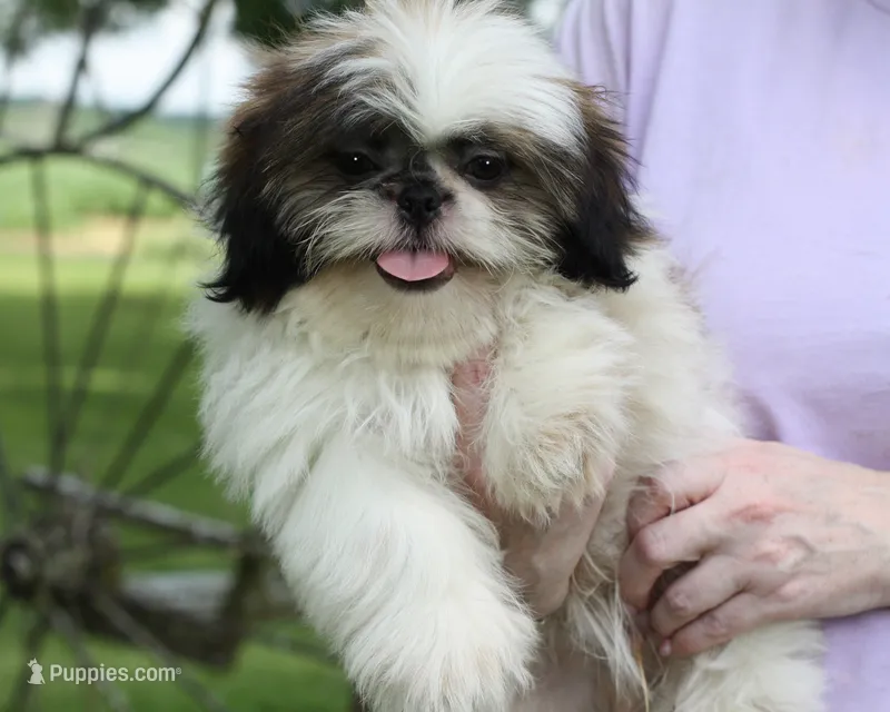 Duffy – Shih Tzu puppy for sale in Ash Grove, MO