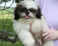 Duffy, a male Shih Tzu for sale in Ash Grove, MO – 1 of 10