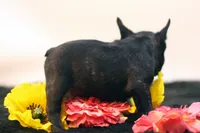 Donovan, a male French Bulldog for sale in Ash Grove, MO – 7 of 10
