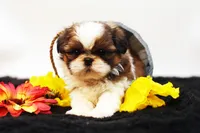 Bo, a male Shih Tzu for sale in Ash Grove, MO – 10 of 10