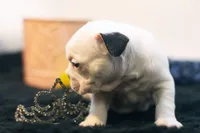 Mars, a female French Bulldog for sale in Ash Grove, MO – 4 of 10