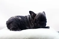 Pluto, a male French Bulldog for sale in Ash Grove, MO – 5 of 10