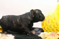 Dana, a female French Bulldog for sale in Ash Grove, MO – 6 of 10