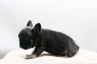 Teddy, a female French Bulldog for sale in Ash Grove, MO – 8 of 10