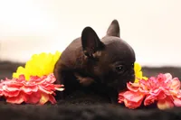 Donovan, a male French Bulldog for sale in Ash Grove, MO – 4 of 10