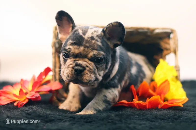 Dallas – French Bulldog puppy for sale in Ash Grove, MO