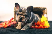 Dallas, a male French Bulldog for sale in Ash Grove, MO – 1 of 10
