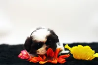 Bobbie, a male Shih Tzu for sale in Ash Grove, MO – 7 of 10