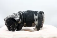 Trixi, a female French Bulldog for sale in Ash Grove, MO – 9 of 10