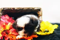 Bobbie, a male Shih Tzu for sale in Ash Grove, MO – 3 of 10