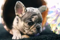 Dorothy, a female French Bulldog for sale in Ash Grove, MO – 4 of 9