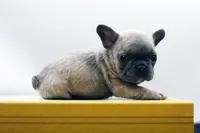 Titus, a male French Bulldog for sale in Ash Grove, MO – 7 of 10