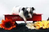 Reggie, a male Frenchton for sale in Ash Grove, MO – 4 of 10