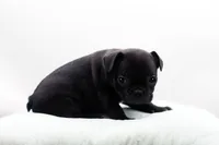 Ralphie, a male Frenchton for sale in Ash Grove, MO – 10 of 10