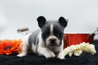 Rover, a male Frenchton for sale in Ash Grove, MO – 6 of 10