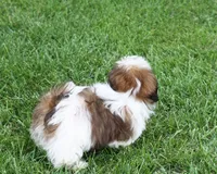 Doc, a male Shih Tzu for sale in Ash Grove, MO – 7 of 9