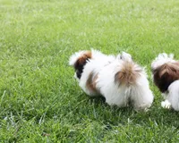 Duffy, a male Shih Tzu for sale in Ash Grove, MO – 10 of 10