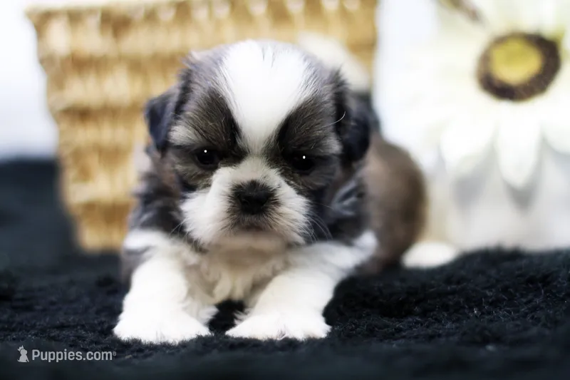 Bear – Shih Tzu puppy for sale in Ash Grove, MO