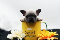 Titus, a male French Bulldog for sale in Ash Grove, MO – 2 of 10