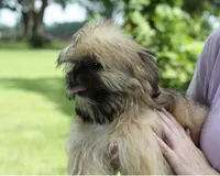 Roy, a male Shih Tzu for sale in Ash Grove, MO – 2 of 10