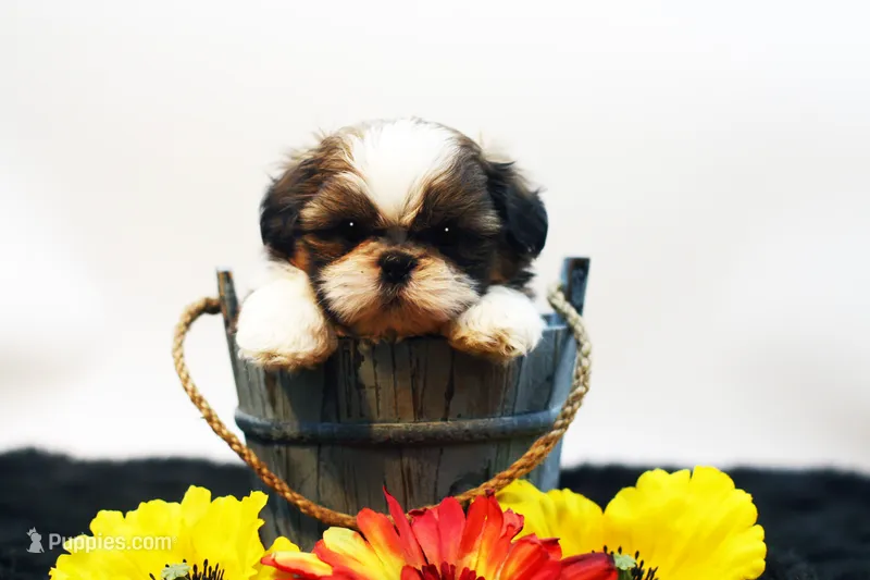 Bo – Shih Tzu puppy for sale in Ash Grove, MO