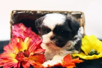 Bobbie, a male Shih Tzu for sale in Ash Grove, MO – 2 of 10