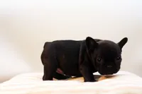 Duchess, a female French Bulldog for sale in Ash Grove, MO – 9 of 10