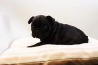 Dana, a female French Bulldog for sale in Ash Grove, MO – 10 of 10