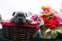 Elvis, a male Frenchton for sale in Ash Grove, MO – 6 of 10
