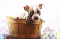 Doug, a male Boston Terrier for sale in Ash Grove, MO – 4 of 10