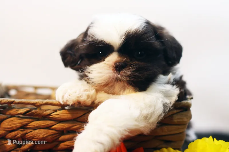 Bobbie – Shih Tzu puppy for sale in Ash Grove, MO