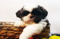 Bobbie, a male Shih Tzu for sale in Ash Grove, MO – 1 of 10