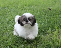 Duffy, a male Shih Tzu for sale in Ash Grove, MO – 3 of 10