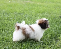 Duffy, a male Shih Tzu for sale in Ash Grove, MO – 5 of 10