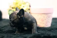 Delilah, a female French Bulldog for sale in Ash Grove, MO – 4 of 10
