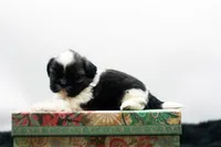 Bonnie, a female Shih Tzu for sale in Ash Grove, MO – 7 of 10