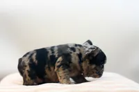 Dorothy, a female French Bulldog for sale in Ash Grove, MO – 9 of 9