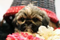 Riley, a female Shih Tzu for sale in Ash Grove, MO – 6 of 10
