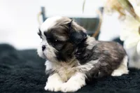 Benji, a male Shih Tzu for sale in Ash Grove, MO – 7 of 10