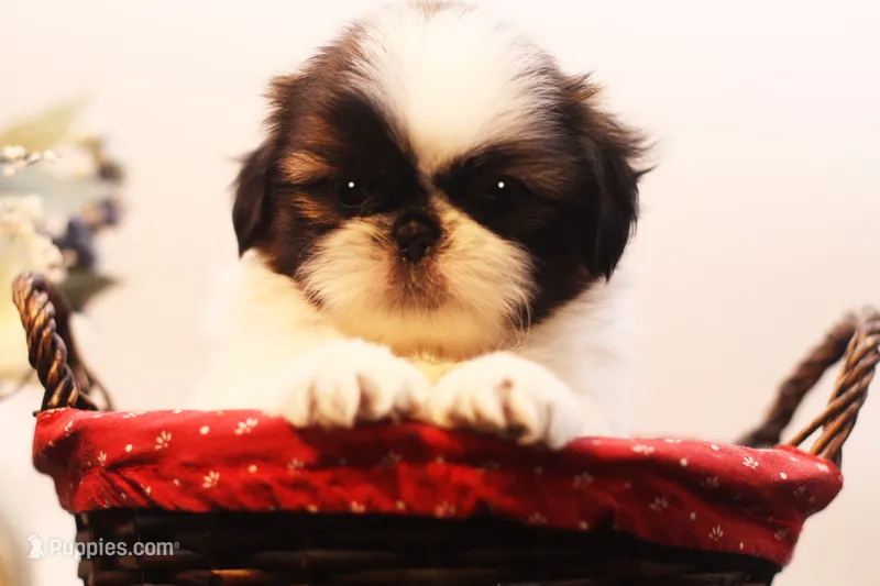 Duffy – Shih Tzu puppy for sale in Ash Grove, MO
