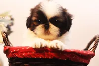 Duffy, a male Shih Tzu for sale in Ash Grove, MO – 1 of 10
