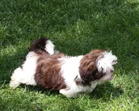 Bobbie, a male Shih Tzu for sale in Ash Grove, MO – 3 of 9
