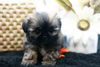 Dusty, a male Shih Tzu for sale in Ash Grove, MO – 5 of 10