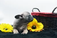 Cedar, a male French Bulldog for sale in Ash Grove, MO – 6 of 10