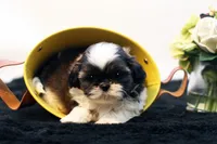 Dudley, a male Shih Tzu for sale in Ash Grove, MO – 3 of 10
