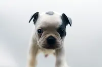 Rascal, a male Frenchton for sale in Ash Grove, MO – 8 of 10